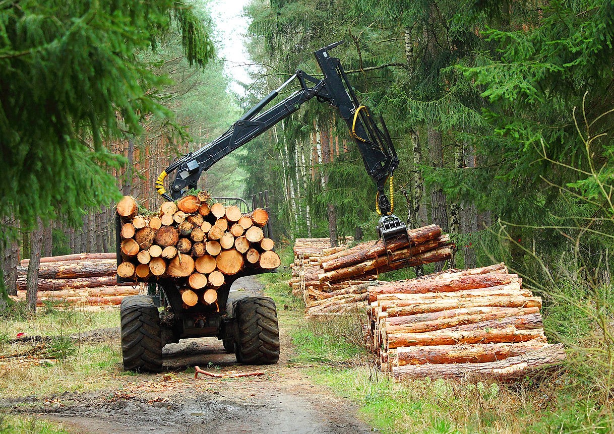 hogstmaskin losser trær i skogen