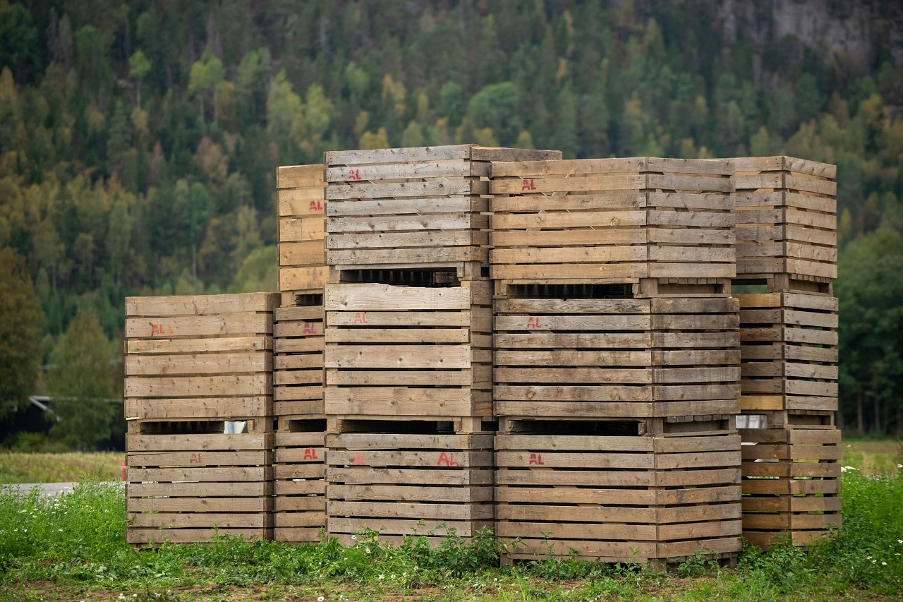 tomme potetkasser i tre står stablet på et jorde